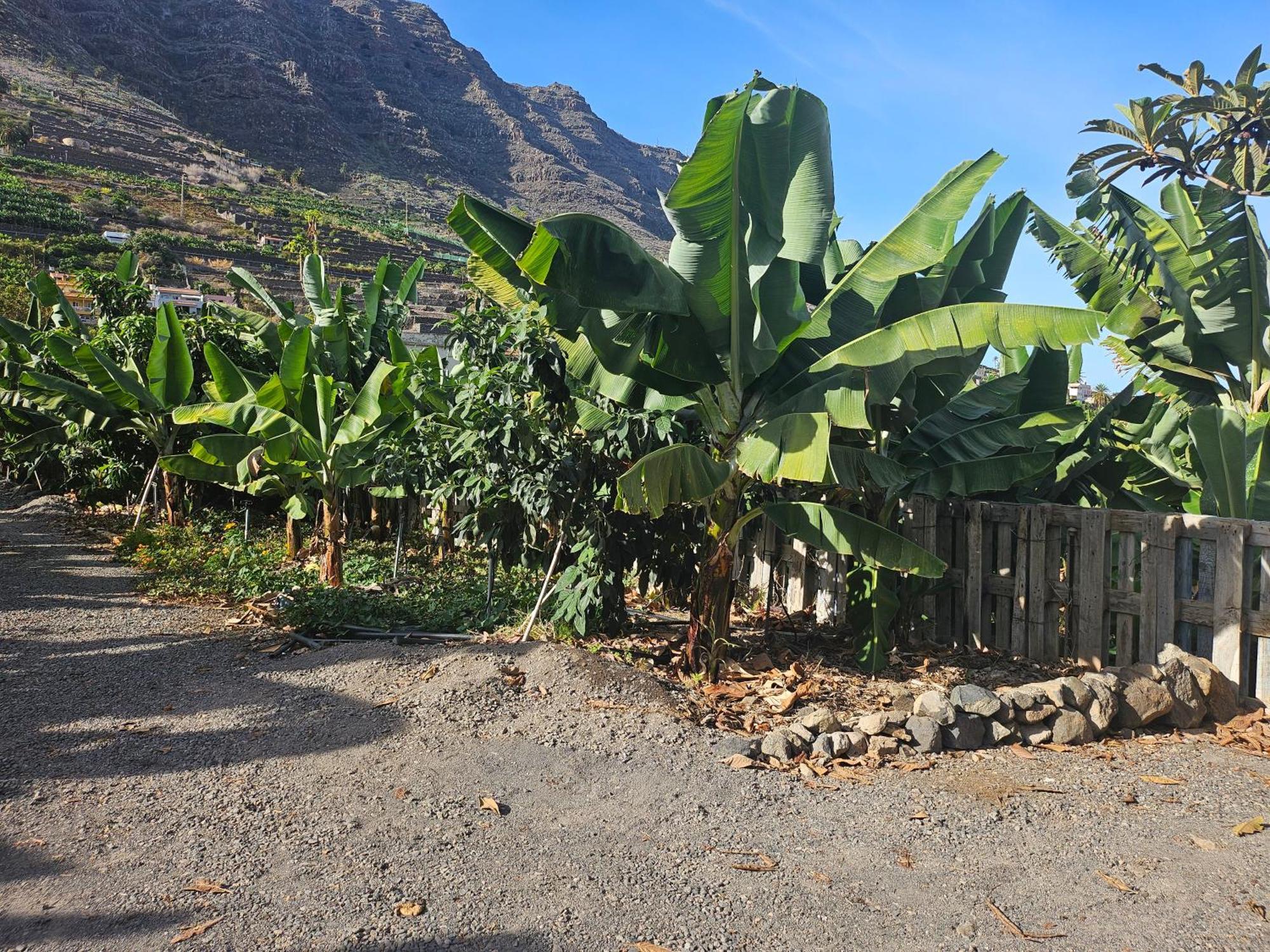 Casa Erika Βίλα Hermigua Εξωτερικό φωτογραφία