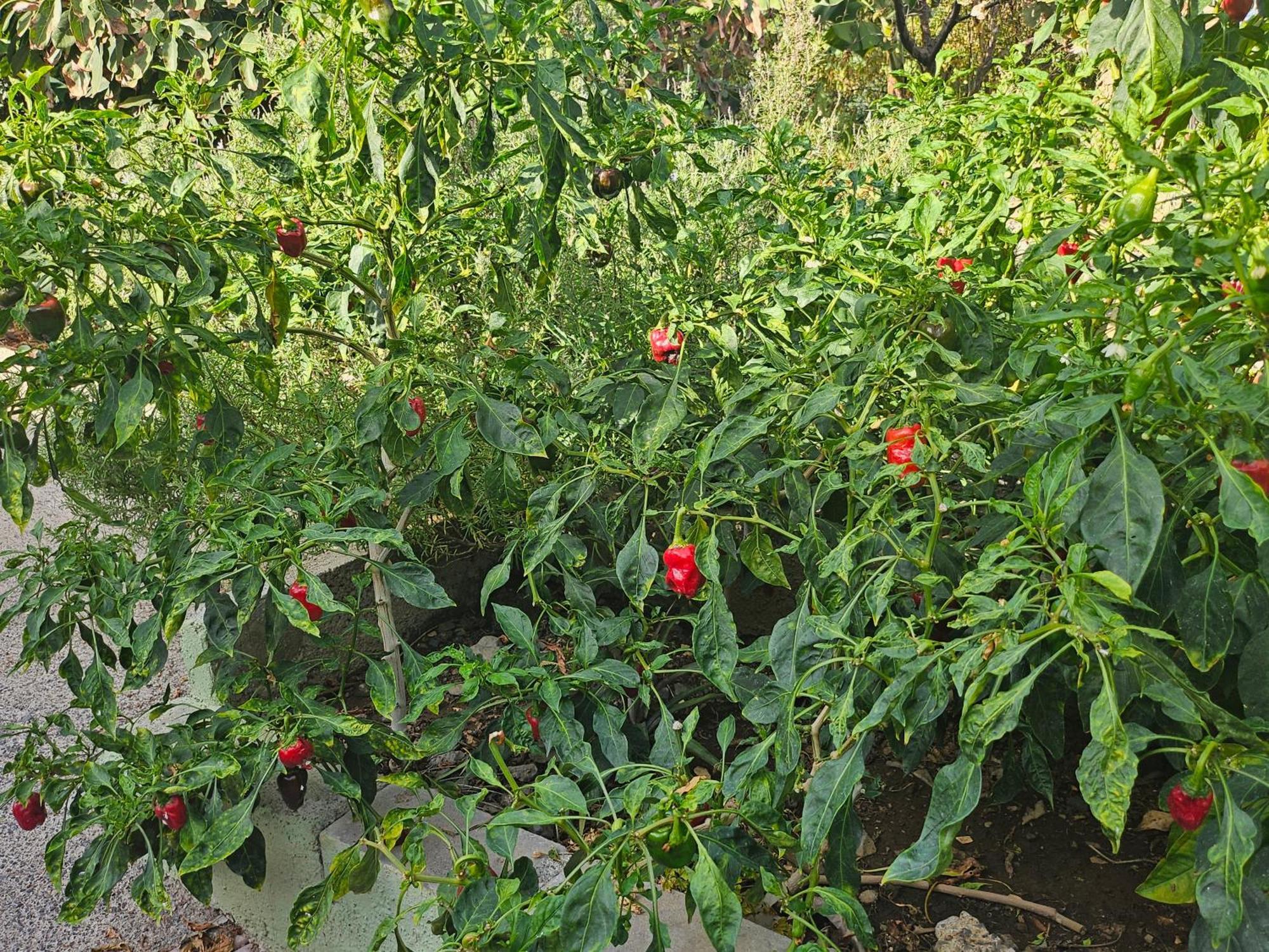 Casa Erika Βίλα Hermigua Εξωτερικό φωτογραφία